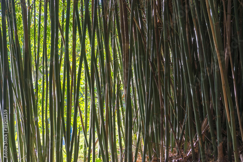 Green bamboo plantation with sun light behing