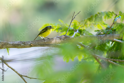 grey-headed tody-flycatcher posing on branch photo