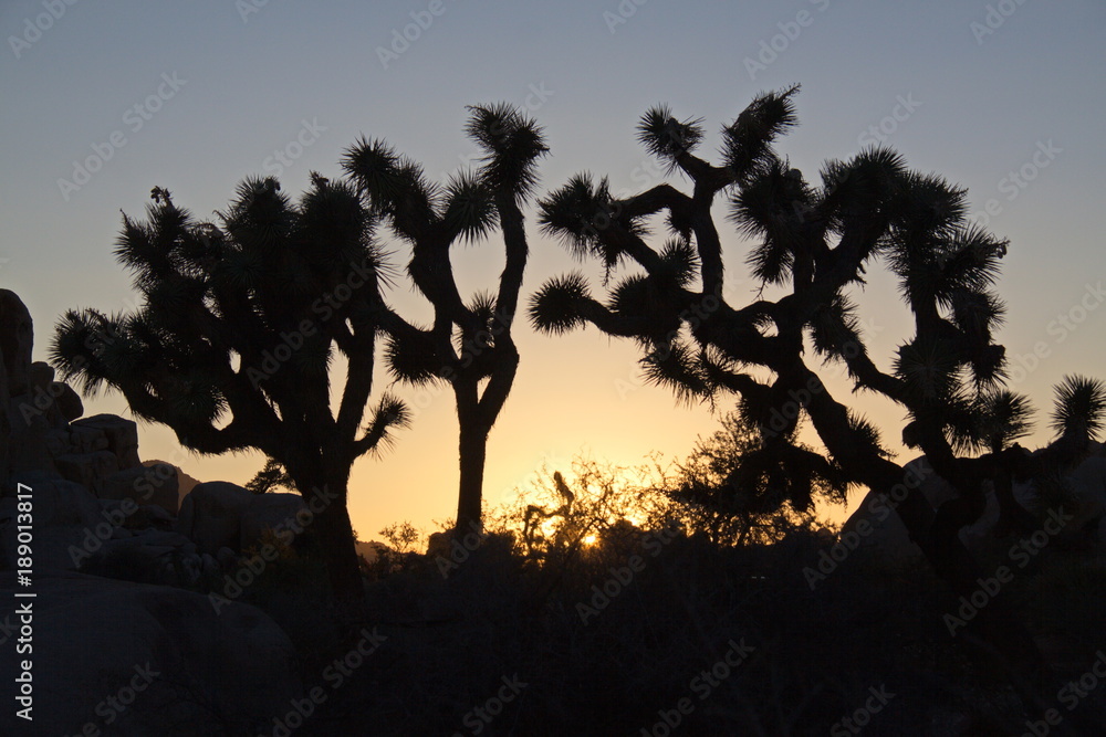Sunset in Joshua Tree National Park in California in the USA
