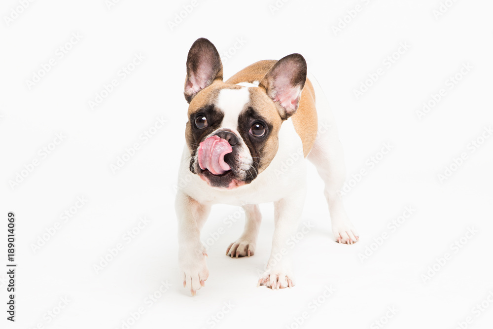 portrait of a French bulldog on a white background. cheerful little dog with a funny face