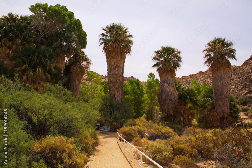 Obraz premium Palms at Cottonwood Springs in Joshua Tree National Park in California in the USA