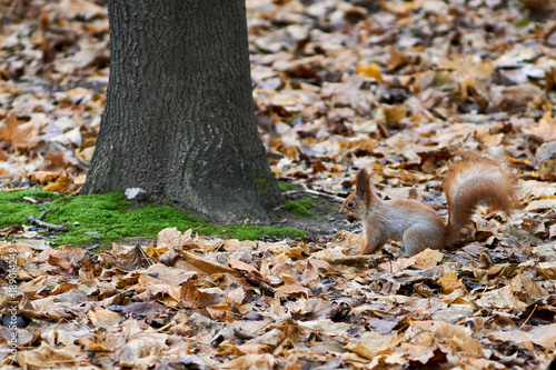 Squirrel in the autumn park on the fallen leaves