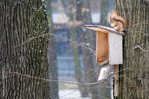 A squirrel in a park climbs a tree