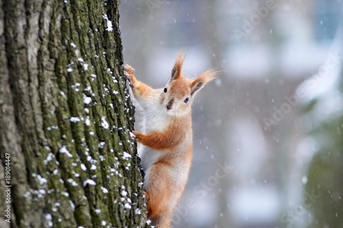 A squirrel in a park climbs a tree © Oleg