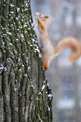 A squirrel in a park climbs a tree