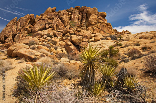 Mojave yucca plant in Joshua Tree National Park in California in the USA 