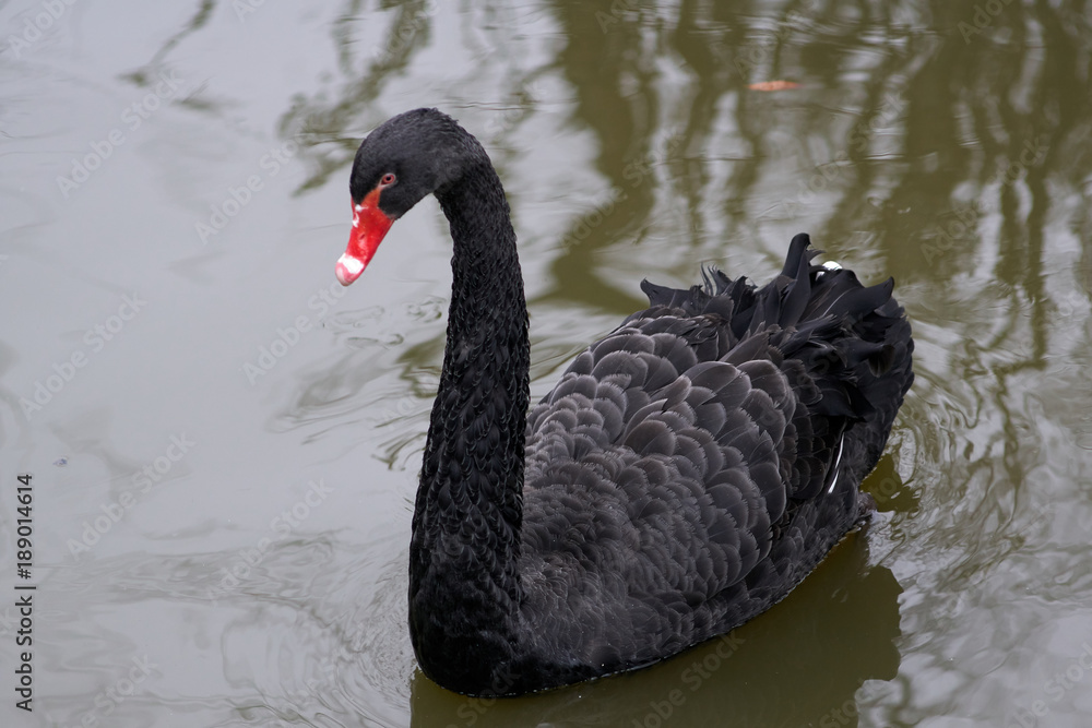 Obraz premium black Swan