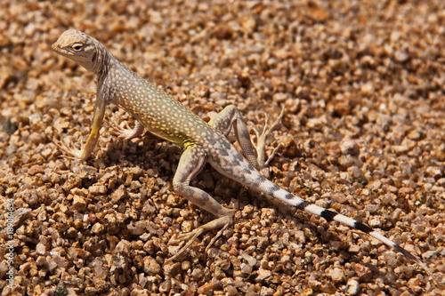 Lizard in Joshua Tree National Park in California in the USA  