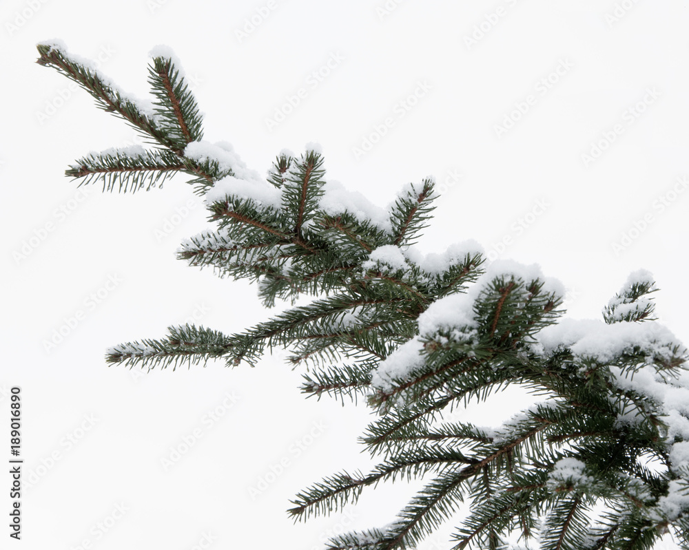 Snow covered fir