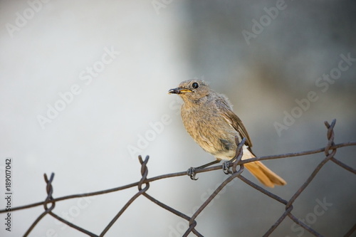 Phoenicurus ochruros. Little bird. Expanded throughout Europe and Asia. Free nature. Spring nature. From bird life. Photographed in the Czech Republic. Beautiful picture. Spring. Czech Republic. Europ