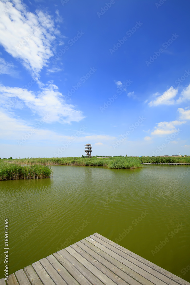 Fototapeta premium Landscape of wetlands