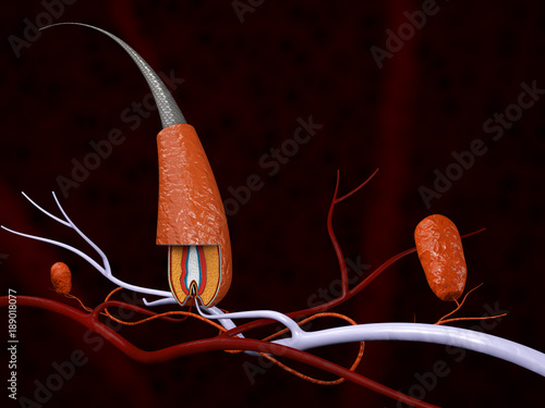 The structure of the hair, 3d illustration photo