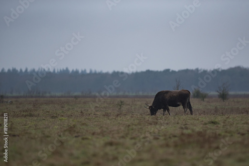 Aurochs © Wildpix imagery