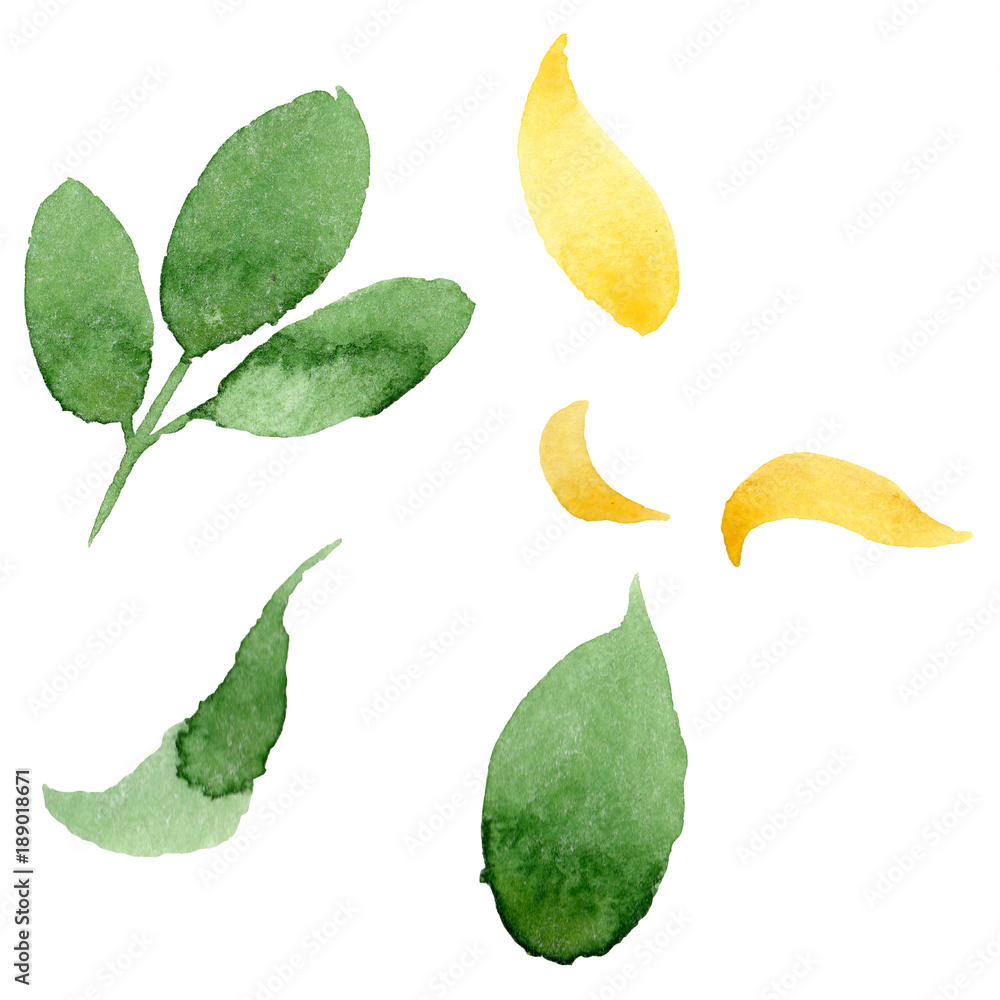 Autumn leaf of acacia in a hand drawn watercolor style isolated. Aquarelle acorn for background, texture, wrapper pattern, frame or border. Autumn leaf of acacia in a hand drawn watercolor style isolated. Aquarelle acorn for background, texture, wrapper pattern, frame or border.