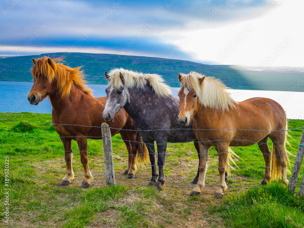Fototapeta premium Islandzkie konie stojące na zielonym polu