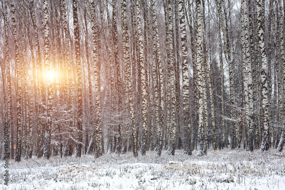 Fototapeta premium Sunset in the birch grove