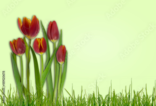 rute tulpen auf grünem hintergrund