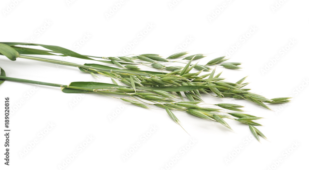 Fototapeta premium Bunch of green oats.