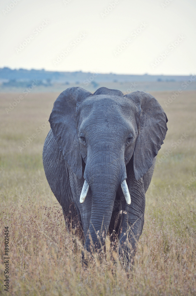 Obraz premium Papa Elephant