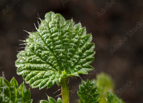 Billede på lærred Small nettle growing leaf