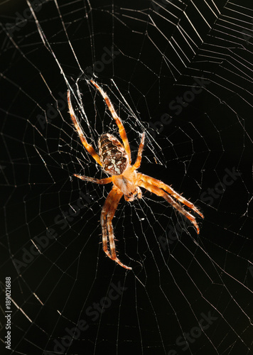 Spider in web centre