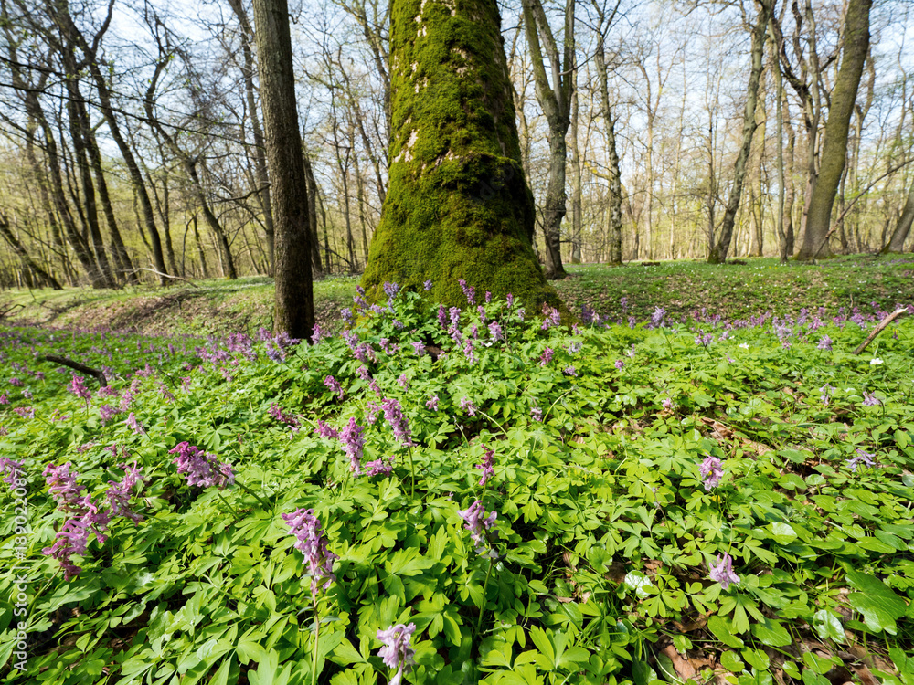Fototapeta premium Kwitnąca kokorycz pusta (Corydalis cava) w wiosennym lesie