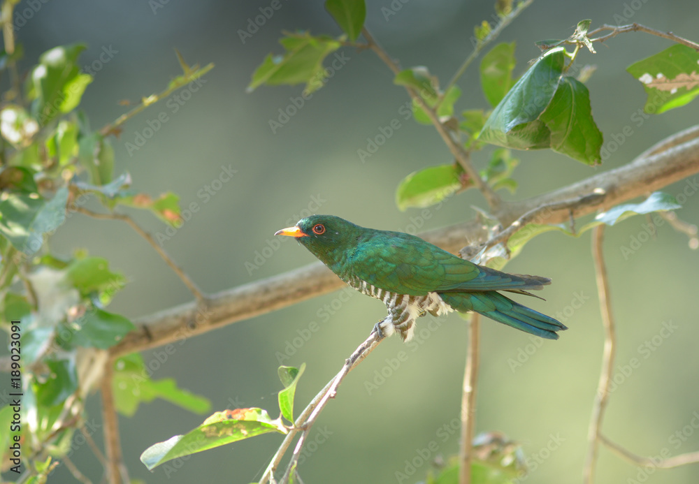 Asian Emerald Cuckoo (Chrysococcyx maculatus. Asian Emerald Cuckoo (Chrysococcyx maculatus.