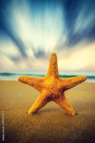 Starfish on the beach on a sunny day