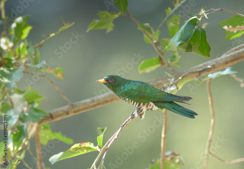 Asian Emerald Cuckoo (Chrysococcyx maculatus.