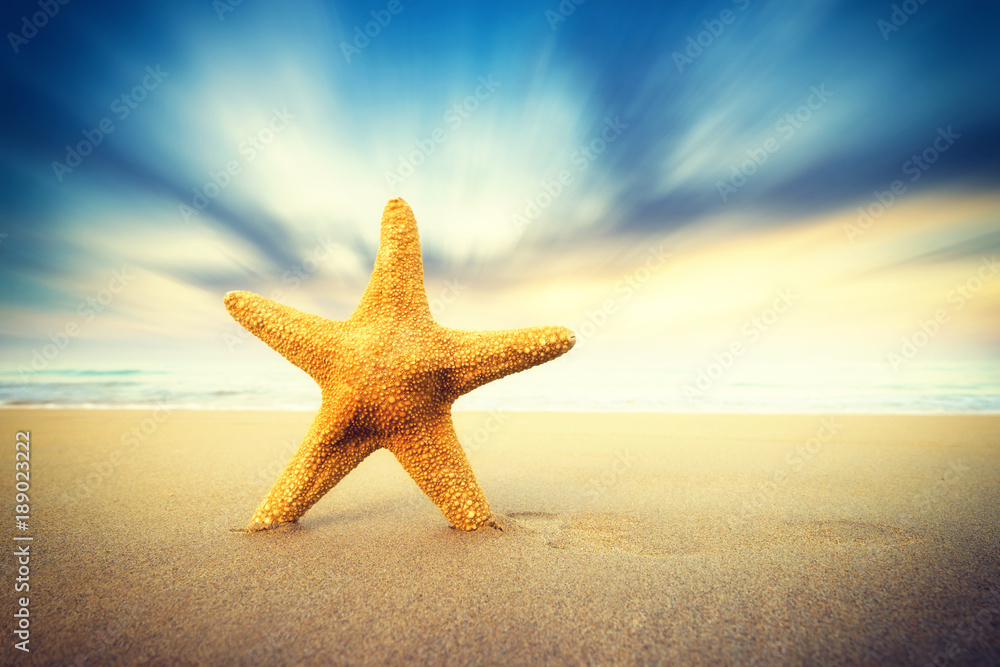 Starfish on the beach on a sunny day Starfish on the beach on a sunny day