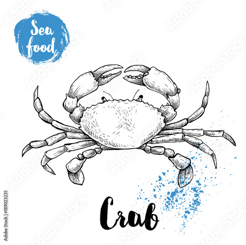 Hand drawn sketch crab with big claws. Seafood vector illustration for menu, restaurants or markets.
