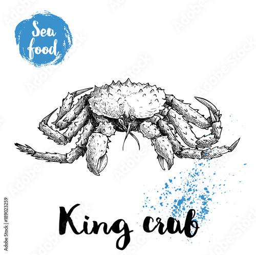 Hand drawn sketch king crab with big thorns. Seafood vector illustration for menu, restaurants or markets.