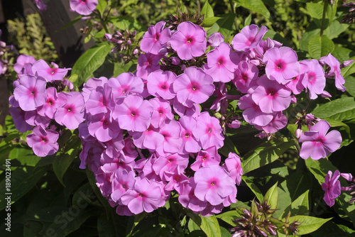 Phlox