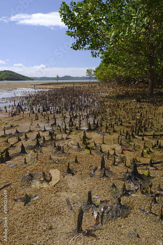 Mangroven auf der Insel Nosy Be in Madagaskar  photo