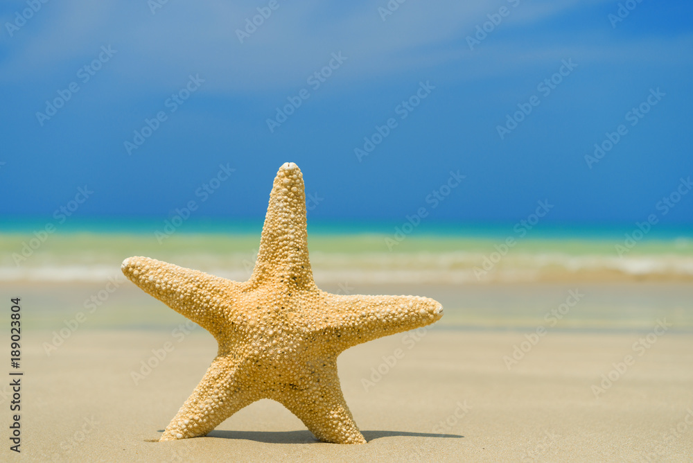 Starfish on the beach on a sunny day Starfish on the beach on a sunny day
