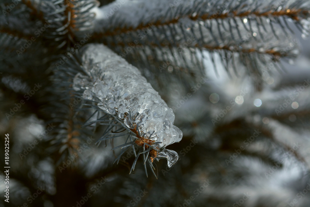 Icing of trees. Winter fairy tale. Ice and snow on the trees. Icing of trees. Winter fairy tale. Ice and snow on the trees.