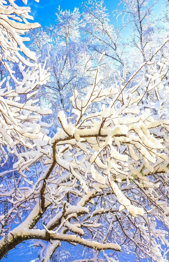 branches in winter season with fresh fallen snow branches in winter season with fresh fallen snow