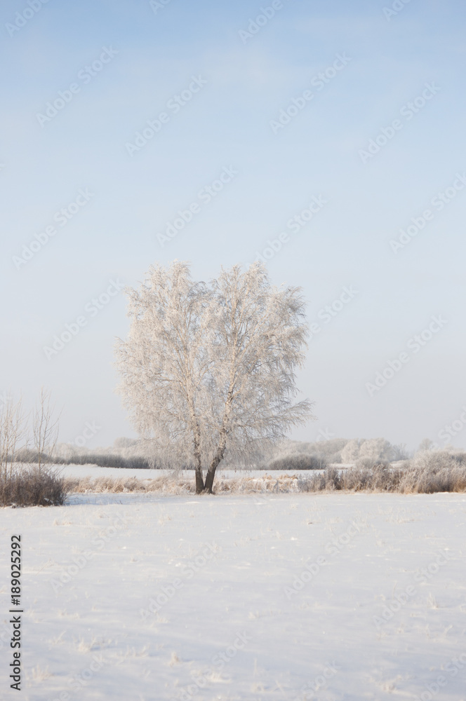 winter walk through the beautiful birch grove winter walk through the beautiful birch grove