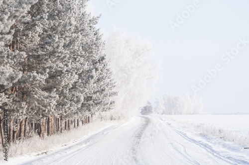  branch of pine covered with snow © vadim yerofeyev