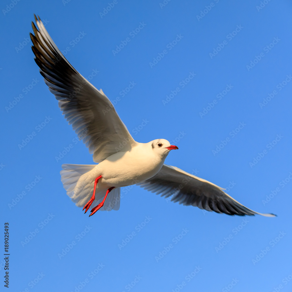 closeup of a flying seagull (laridae) closeup of a flying seagull (laridae)