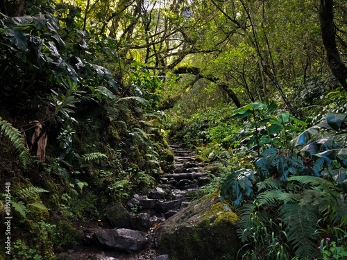 Sentier de randonnée vers le Piton des Neiges, sommet de l'île de la Réunion © Stephane Pothin