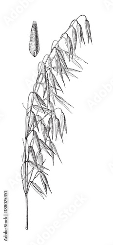 Hungarian Oat (Avena orientalis) / vintage illustration from Meyers Konversations-Lexikon 1897 