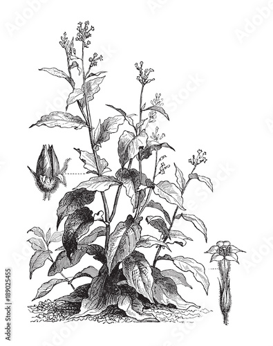 Tobacco (Nicotiana tabacum) / vintage illustration from Meyers Konversations-Lexikon 1897 