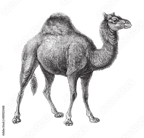 Dromedary (Camelus dromedarius) / vintage illustration from Meyers Konversations-Lexikon 1897 