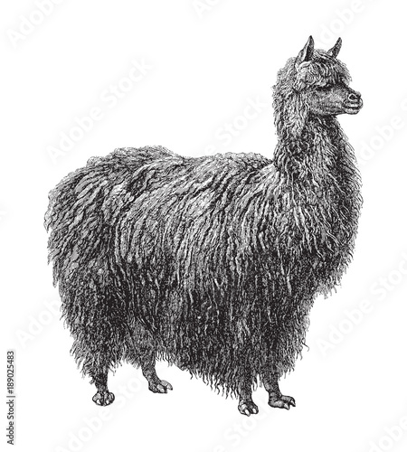 Alpaca (Auchenia Paco) / vintage illustration from Meyers Konversations-Lexikon 1897 