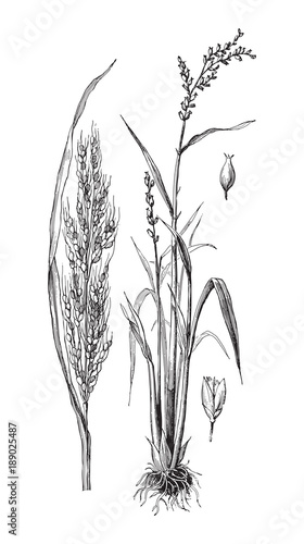Asian rice (Oryza sativa) / vintage illustration from Meyers Konversations-Lexikon 1897 