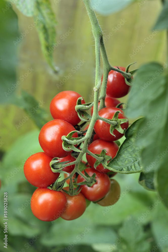 Tomato