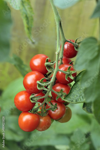Obraz na płótnie Tomato w salonie