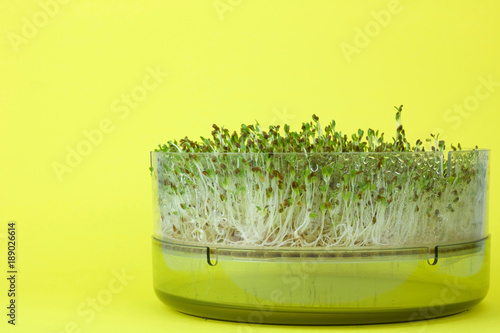 Εκτύπωση καμβά alfa alfa sprouts growing up on yellow background