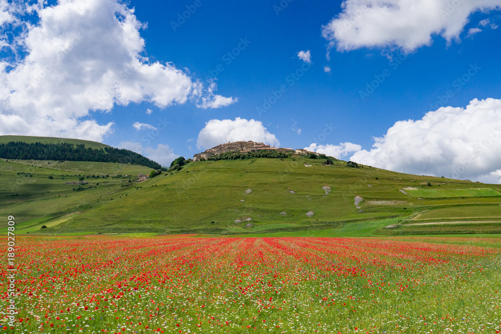 Great plain of Catelluccio covered with flower. Umbria, Italy